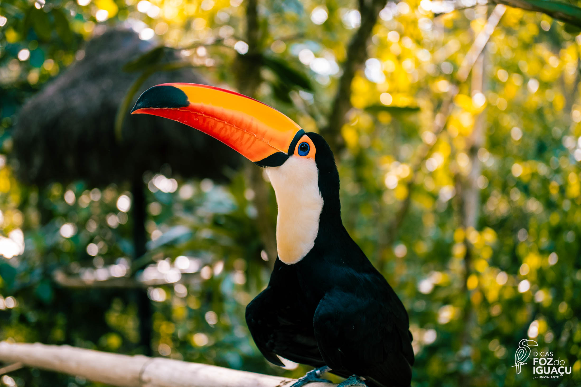 Parque das Aves: Como é o passeio, dicas e informações
