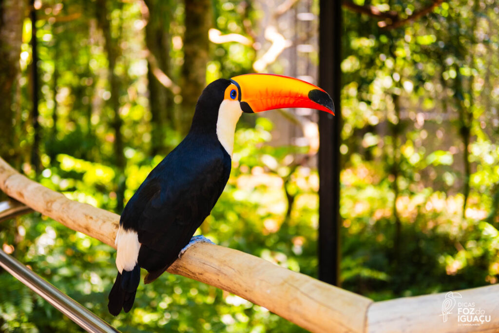 Parque das Aves: Como é o passeio, dicas e informações