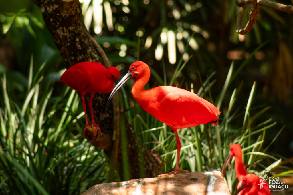 Parque das Aves: Como é o passeio, dicas e informações