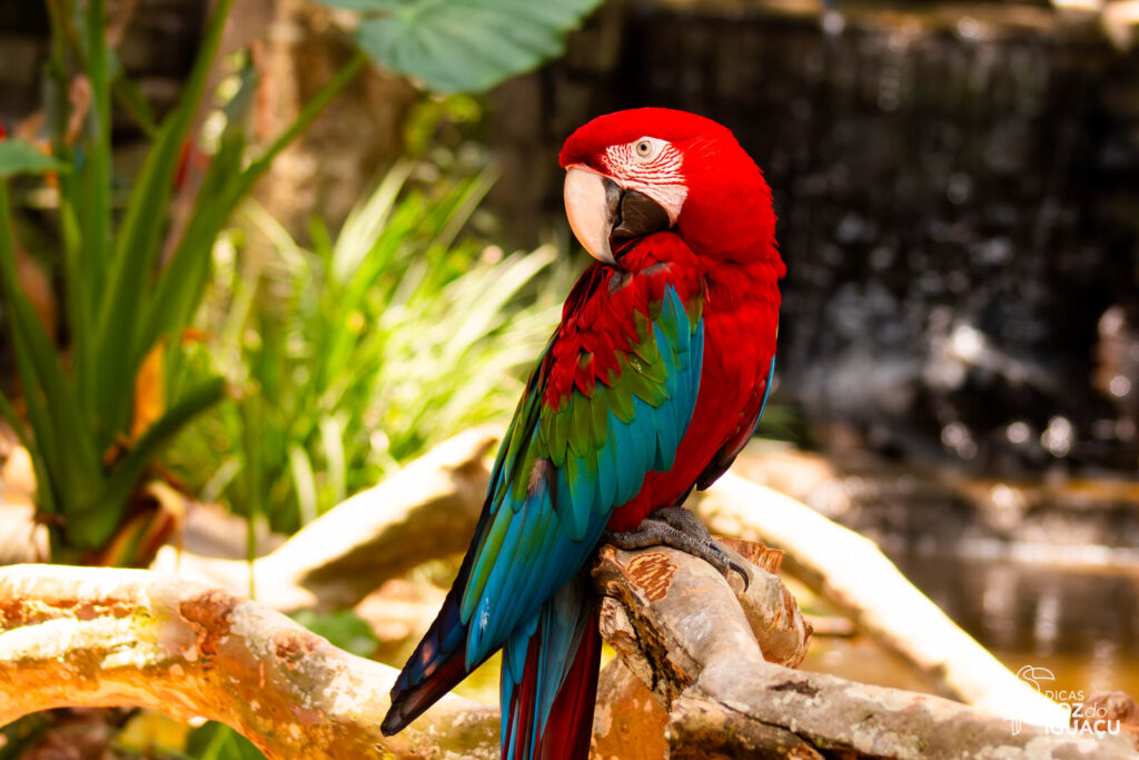 Parque das Aves: Como é o passeio, dicas e informações
