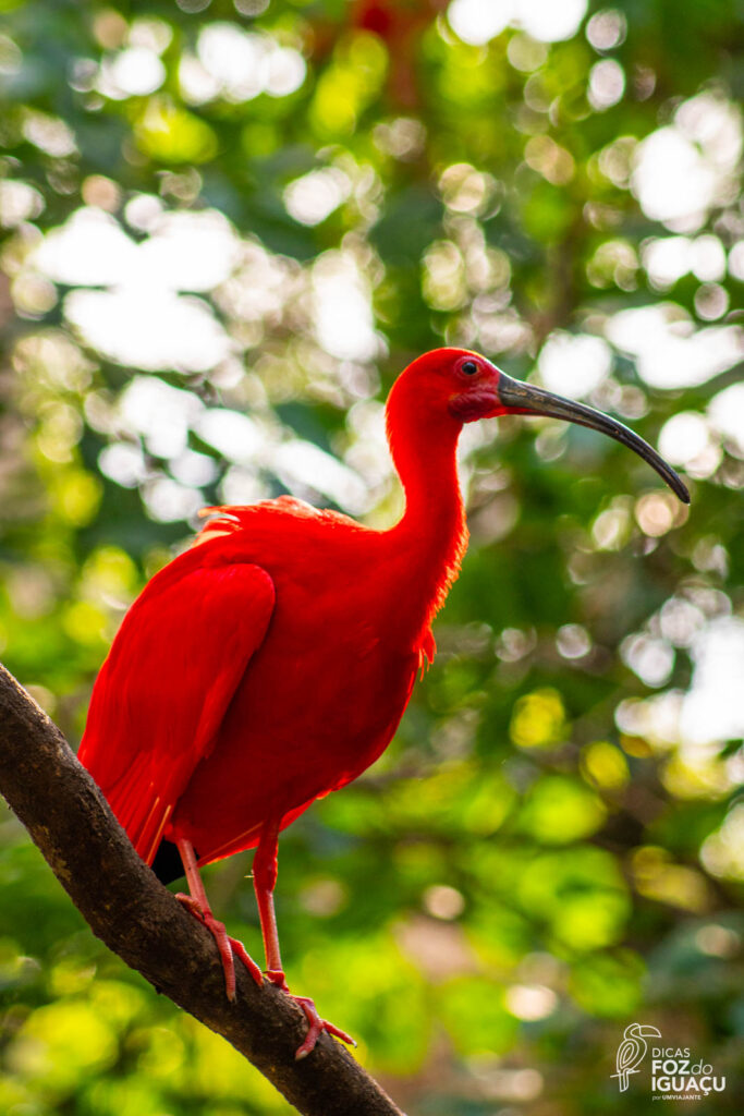 Parque das Aves: Como é o passeio, dicas e informações
