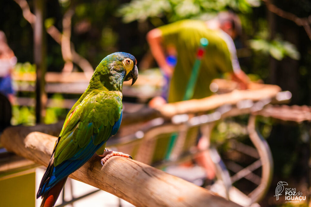 Parque das Aves: Como é o passeio, dicas e informações