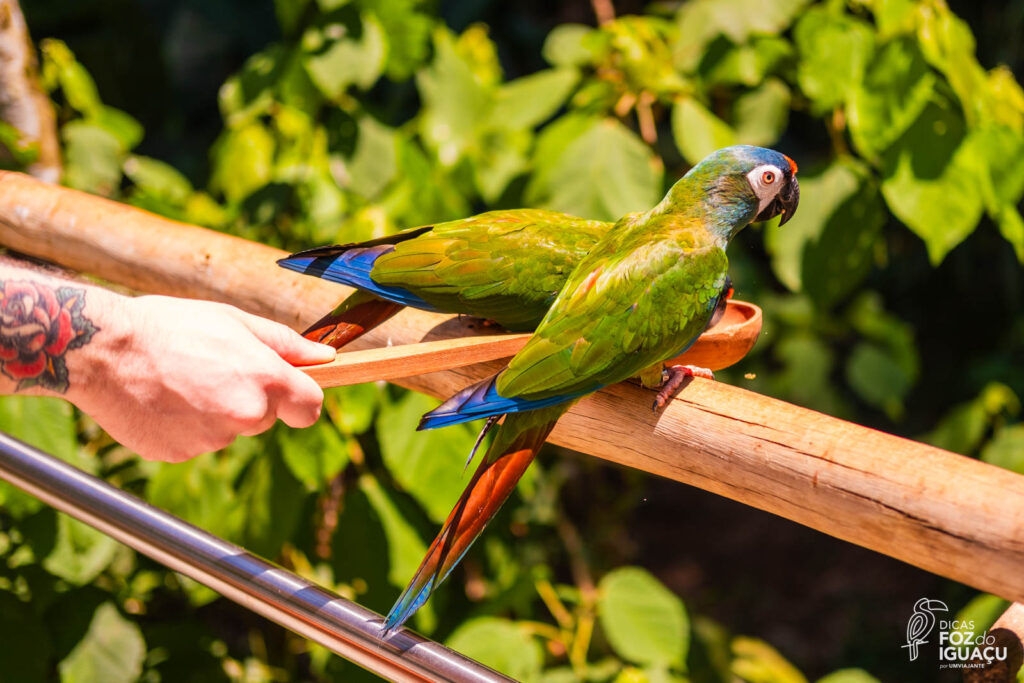 Parque das Aves: Como é o passeio, dicas e informações